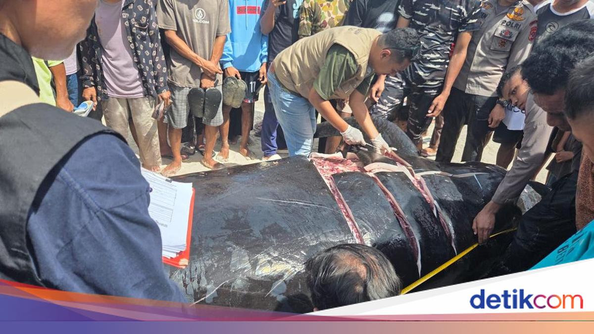 21 Pilot Whales Die After Becoming Trapped in Fishing Nets off Rote Ndao