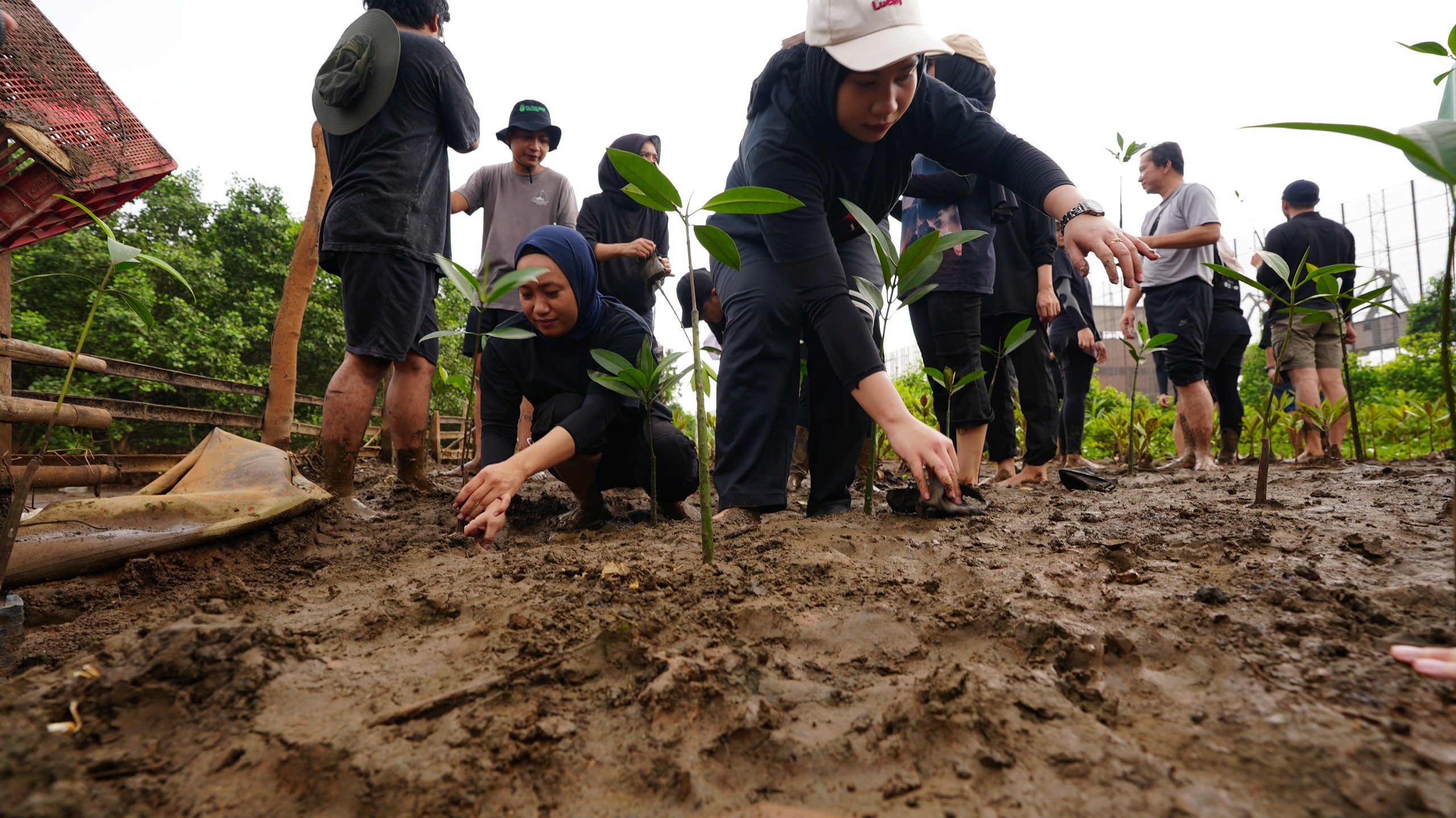 IMIP Plants 150,000 Mangrove Seedlings to Support Climate Change Mitigation