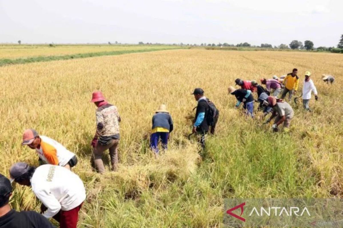 BRIN Develops AI to Support National Food Security