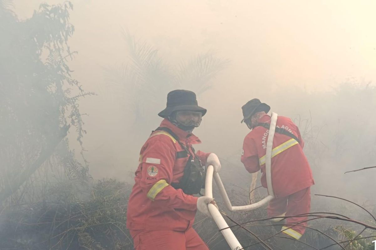 Manggala Agni Encounters Sumatran Tiger While Extinguishing Forest Fire in Riau