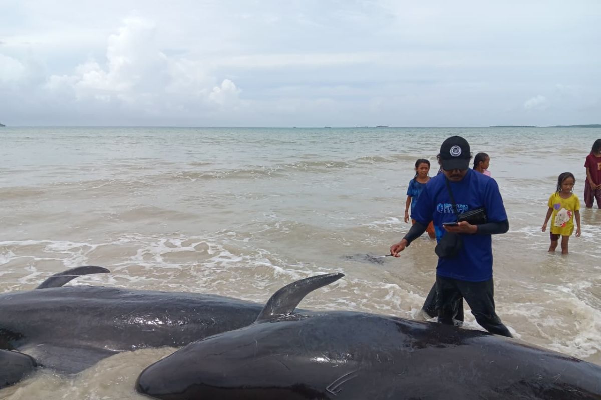 Ministry of Marine Affairs and Fisheries rescues 34 stranded pilot whales in Rote Ndao