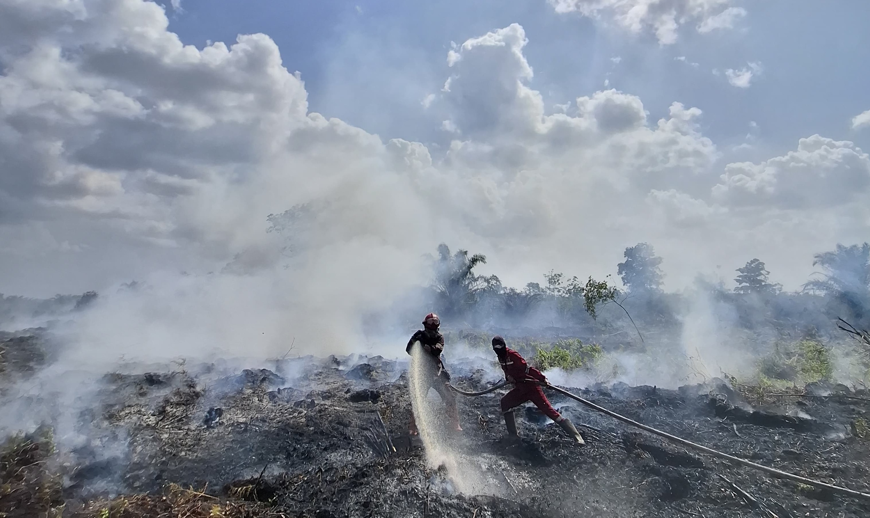 Forest and Land Fires in Riau Exceed 4,400 Hectares, Sumatran Tiger Habitat Threatened
