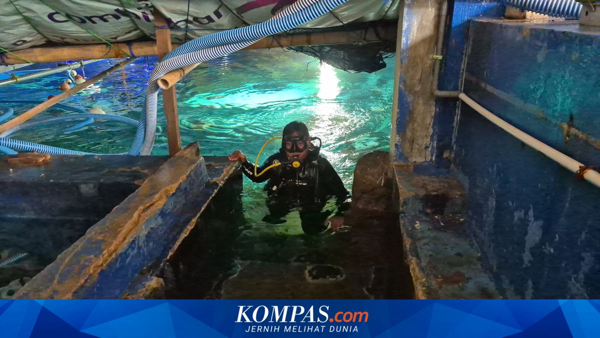 The Thrill of Working Behind SeaWorld's Giant Aquarium, Befriending Deadly Fish