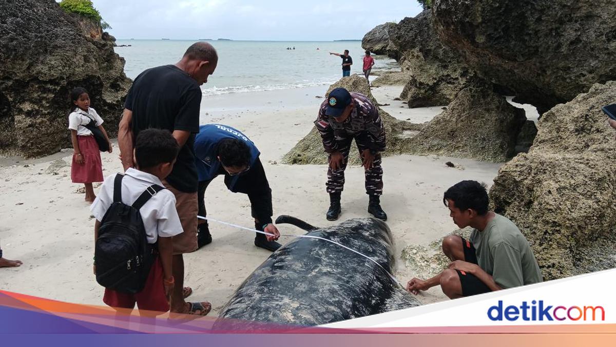 21 Pilot Whales Die Trapped in Fishing Nets off Rote Ndao, East Nusa Tenggara; Necropsies Underway
