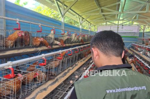 Restoring Hope for a Quranic Teacher Through Raising Arabian Village Chickens
