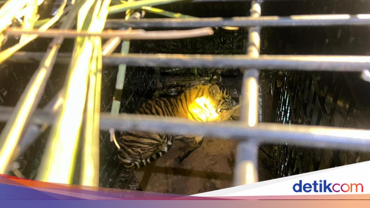 Young Sumatran Tiger Trapped After Attacking Villager's Goat in Riau