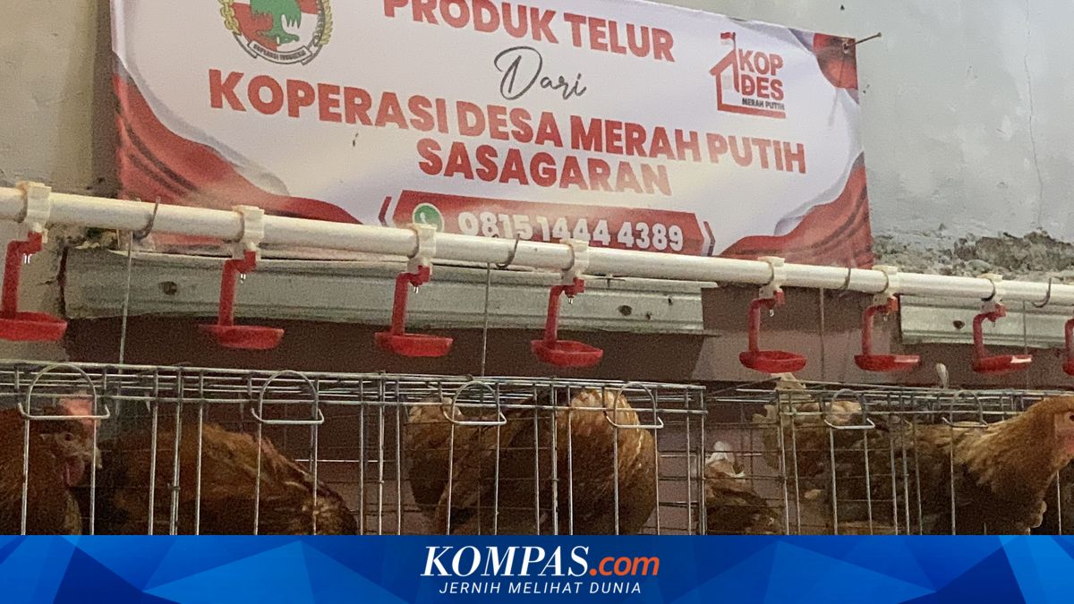 Laying Hens Assistance for Hope Family Programme: From Aid to Business Income Source