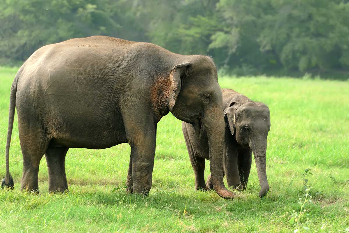 Indonesia's Fight to Protect Sumatran Elephants