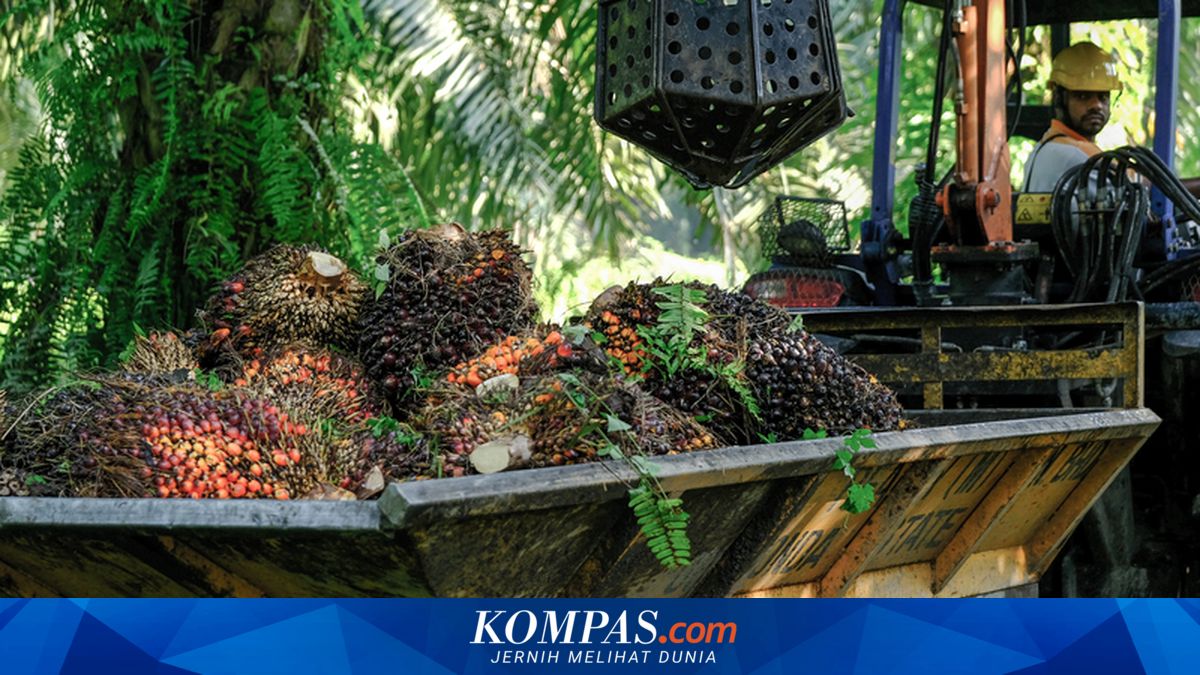GAPKI: Palm Oil Rejuvenation Can Double Production