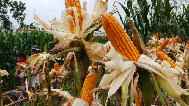 Maize and Sugar Cane Could Become Fuel, President Prabowo Explains