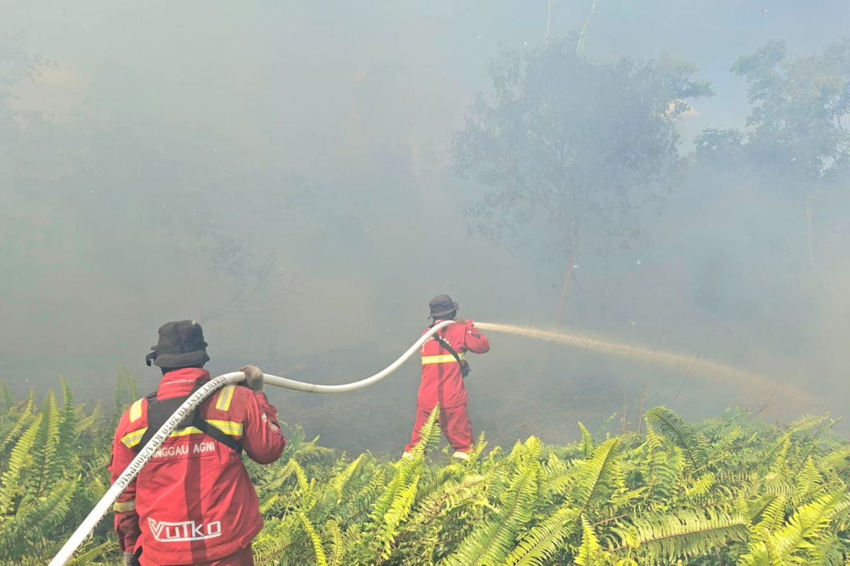 Manggala Agni Teams Battle to Extinguish Forest Fires in Sumatran Tiger Habitat Area in Riau