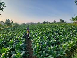 Restrictions on Nicotine and Tar Content Must Consider Local Conditions