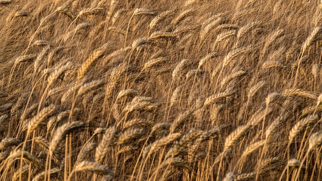 Learning from Umar bin Khattab: How to Address a Food Crisis