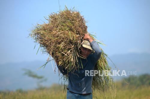 Improving the Quality of Farmers' Paddy Rice