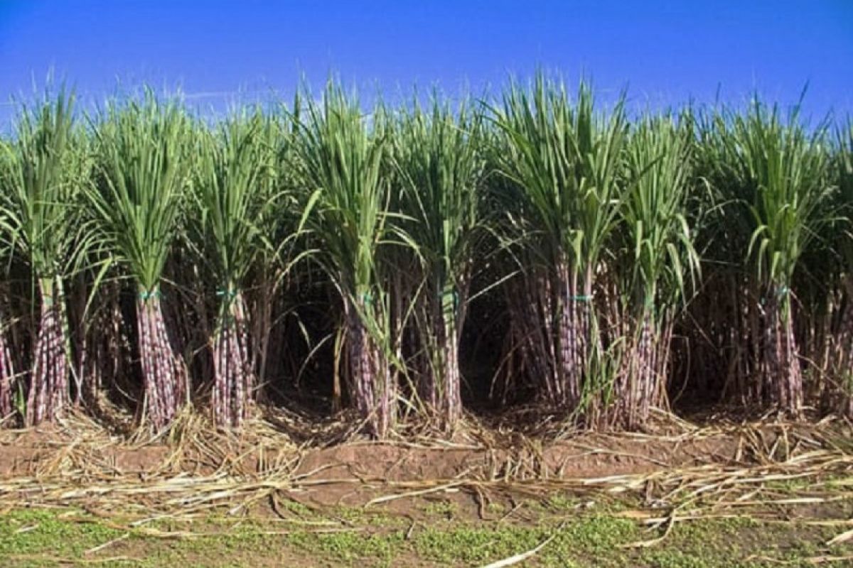 Ministry of Agriculture Prepares 5.9 Billion Sugarcane Seeds to Accelerate Sugar Self-Sufficiency