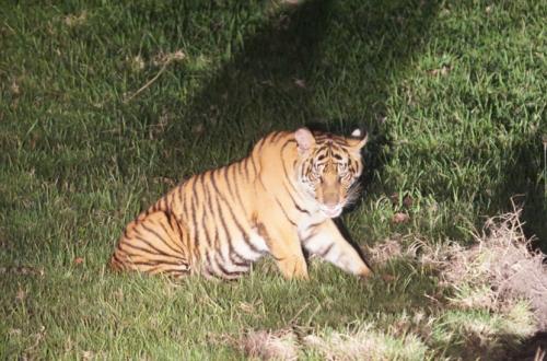 The Colouration of Stripes on the Tiger