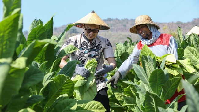 HM Sampoerna (HMSP) Net Profit Reaches Rp6.6 Trillion in 2025