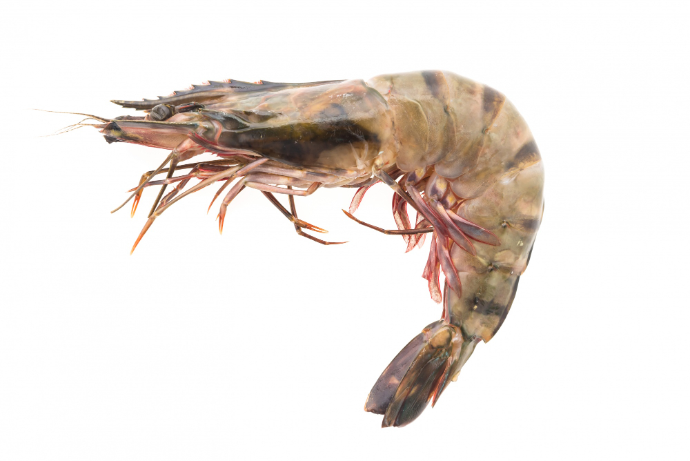 BRIN Researchers Reveal Indonesia's Endemic Banana Prawns Through Molecular DNA Analysis