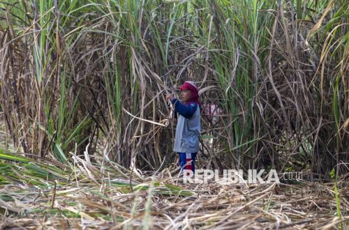 Ministry of Agriculture Prepares 5.9 Billion Sugarcane Seedlings by 2026 to Pursue Sugar Self-Sufficiency