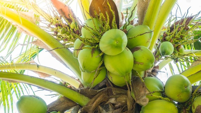 Indonesia Could Become Prosperous by Processing Coconut and Gambier, Values Reach This Amount