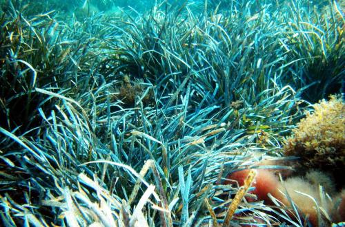 Ministry of Marine Affairs and Fisheries Establishes Seagrass Emissions Database for Climate Change Mitigation