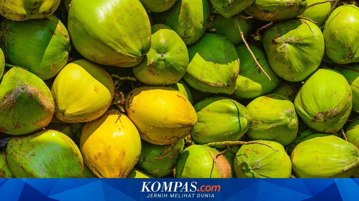 Chinese Consumers Shifting to Coconut-Based Coffee, Deputy Agriculture Minister Says Indonesia Stands to Benefit