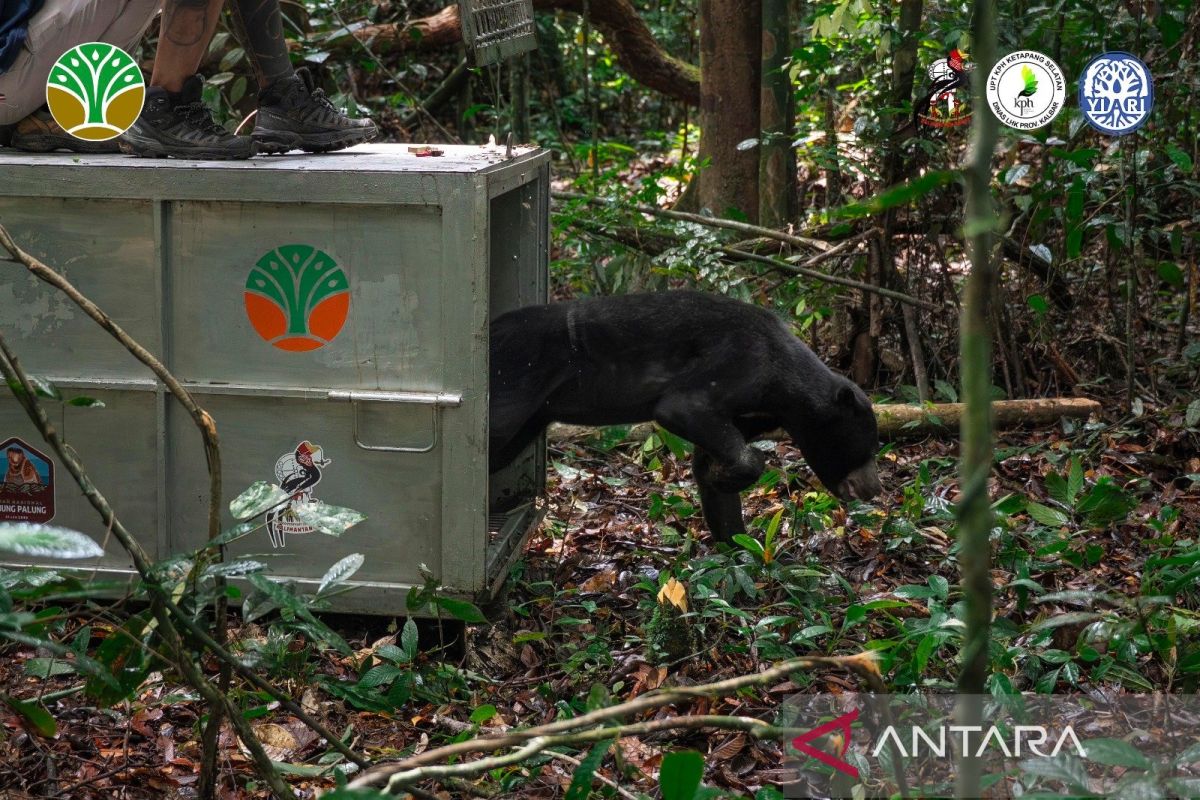 Malayan sun bear rescued from poacher trap released in West Kalimantan