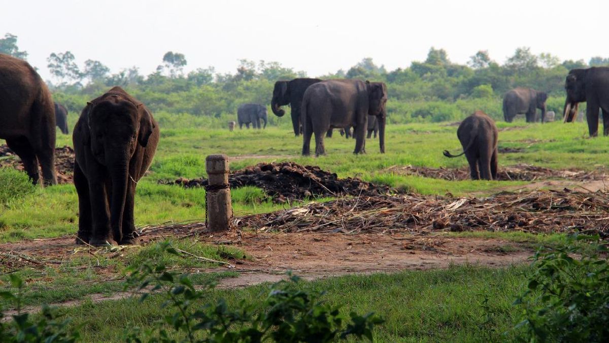 Forestry Minister Plans Steel Fence at Way Kambas to Prevent Elephants Entering Villages