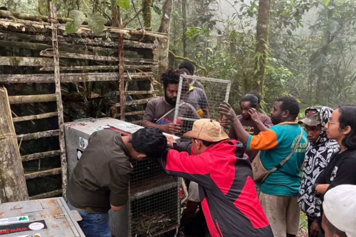 BKSDA Maluku and Papua Barat Regional Centre Release 23 Wild Animals