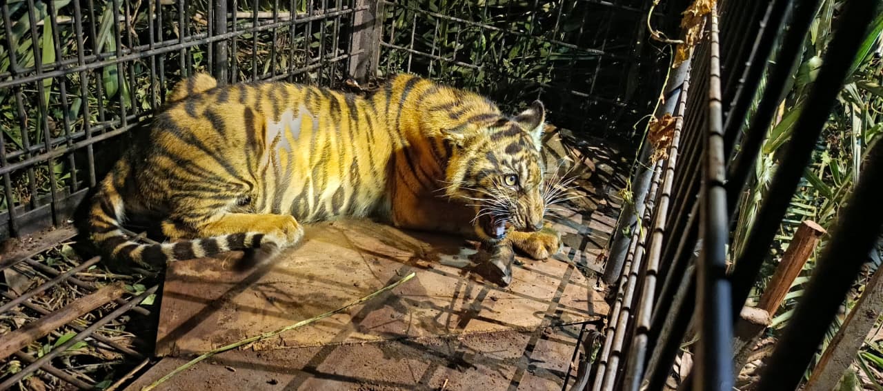 Authorities Secure Young Sumatran Tiger Preying on Livestock in Pelalawan