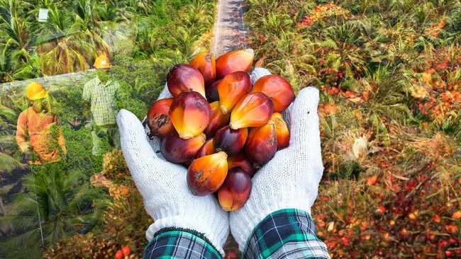CPO Prices Surge as Palm Oil Producers Continue to Celebrate