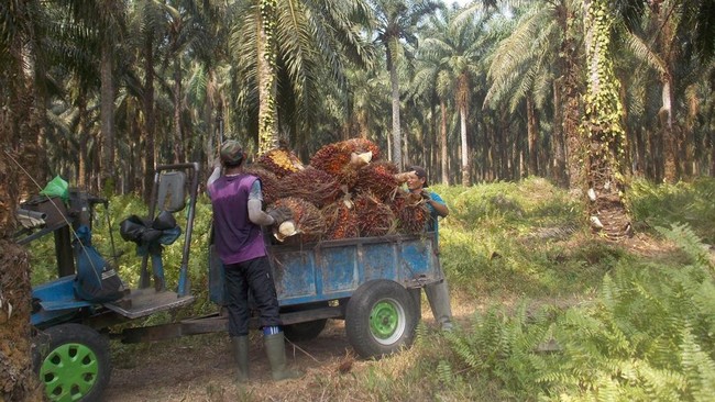Palm Oil Farmers Celebrating Rising Cash as Prices Surge