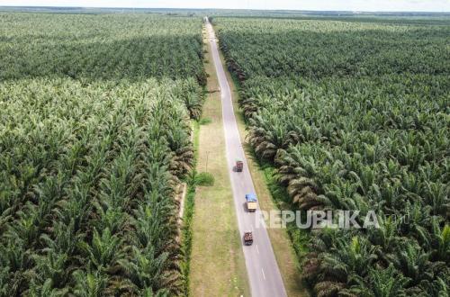 Nurturing the Golden Goose: The Reality of Palm Oil Cultivation