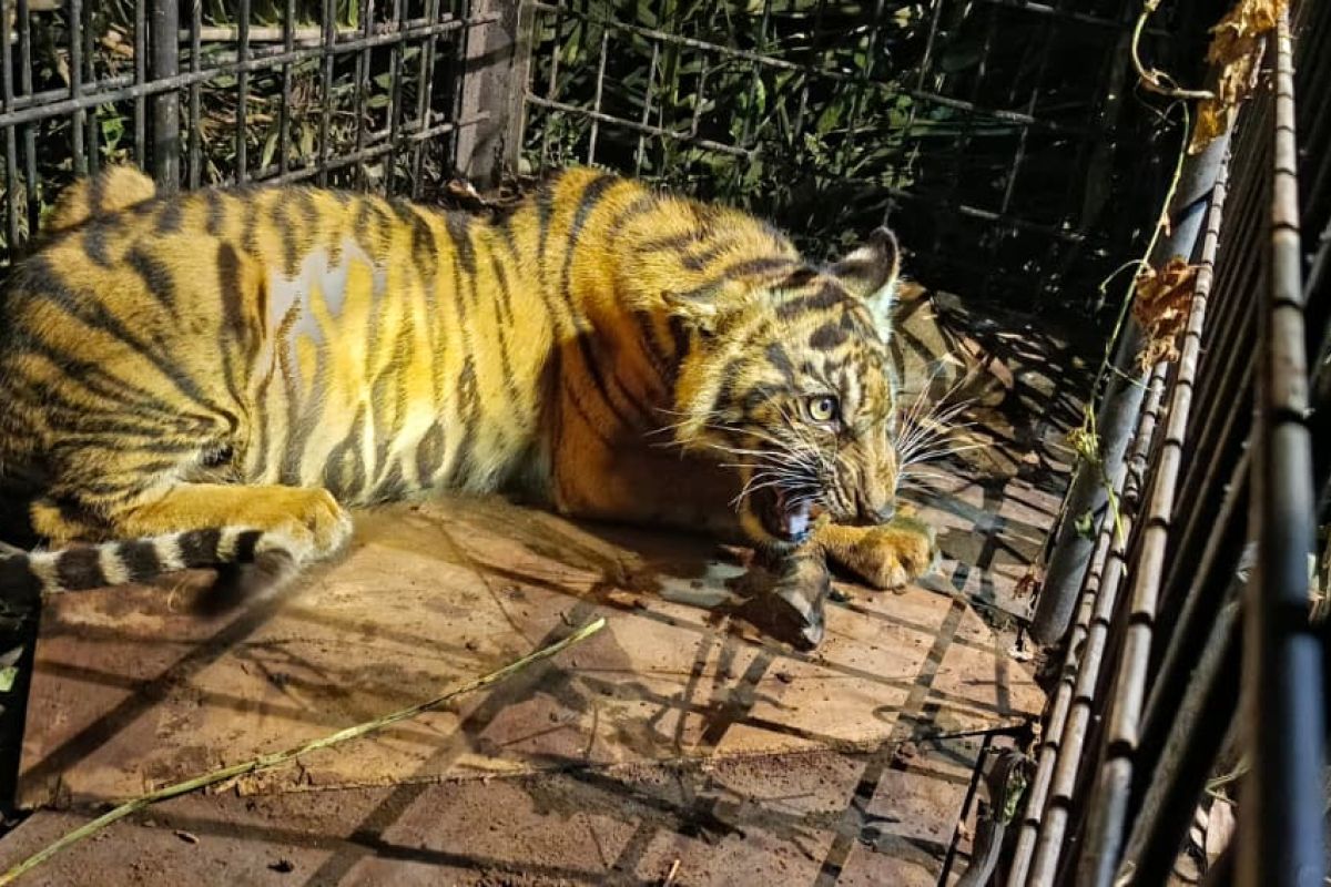 Young Sumatran tiger captured near village in Indonesia