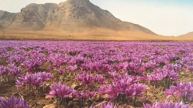 Iran: The Birthplace of Global Agriculture, Developed 5,000 Years Ago