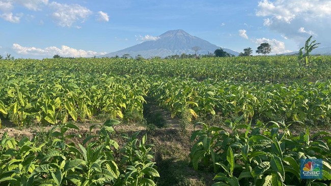 Tobacco Industry Under Pressure as Farmers and Factory Workers Face Crisis