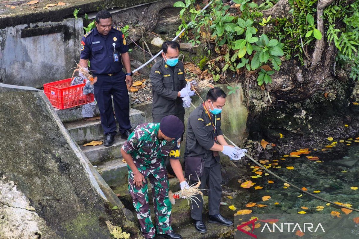 West Papua Quarantine Authority Releases Nine Egg-Bearing Lobsters in Manokwari Waters