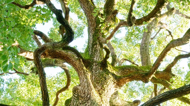 Arab Traders Travelled to Indonesia in Search of the Plant Mentioned in the Quran