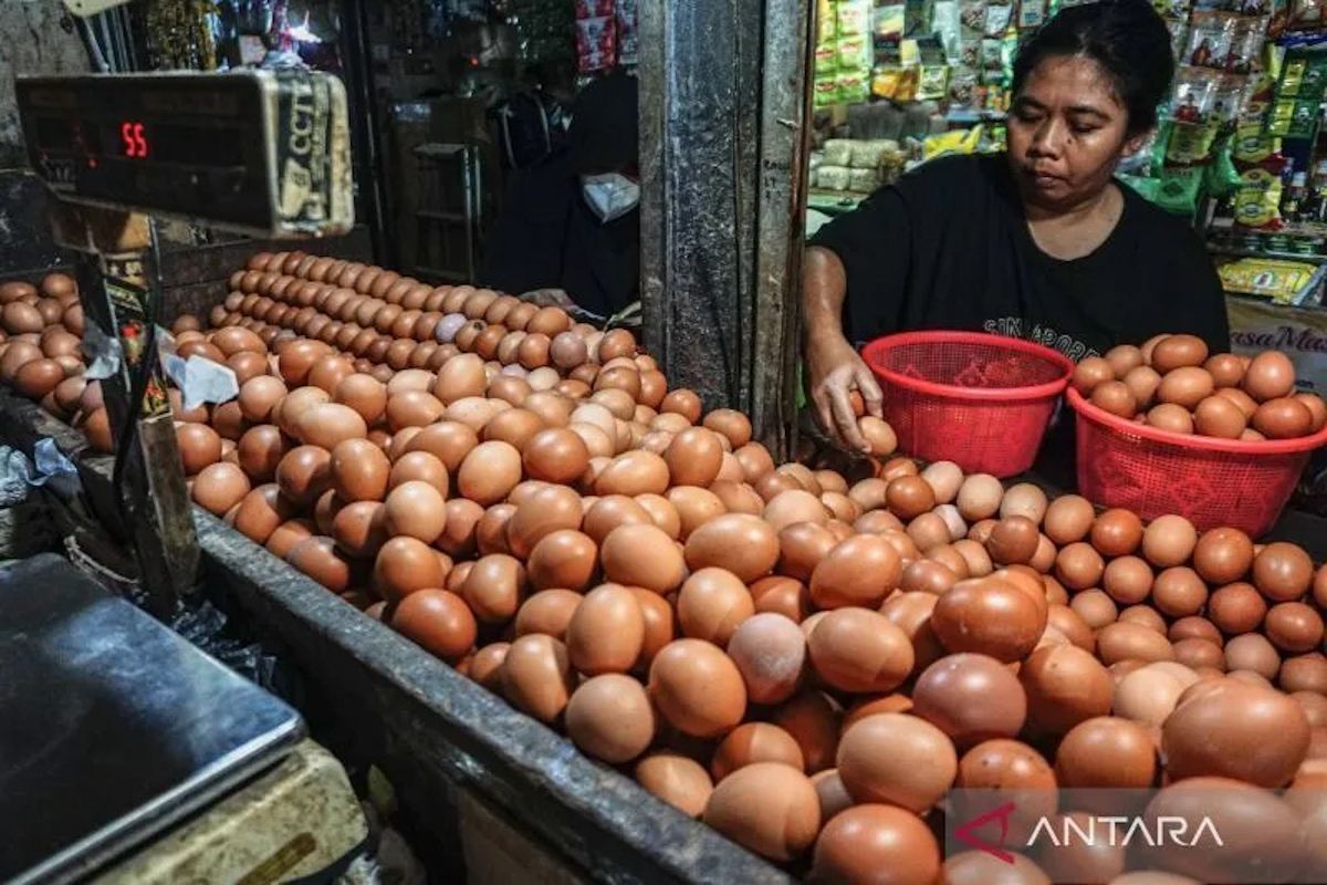 PIHPS: Chicken Egg Price Rp33,050/kg, Red Onion Rp44,100/kg