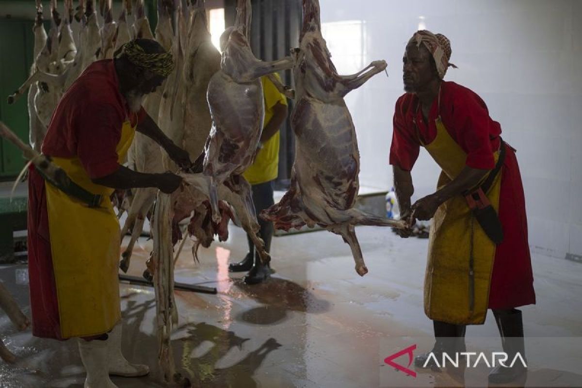 Muhammadiyah: Dam Animal Slaughter Permitted in Indonesia