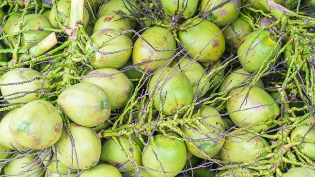 Nine MBG Kitchens Suspended for Providing Whole Coconuts, Here Are Their Locations