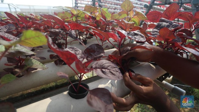 A Product of Islamic Civilisation: Few Know That Spinach Originated in Iran