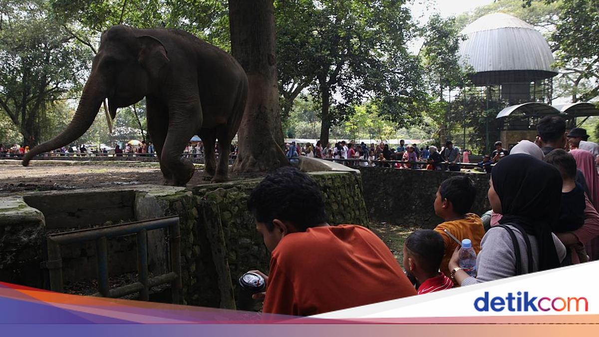 Ragunan Zoo to Open on Eid Holiday +1 from 06.00-16.00
