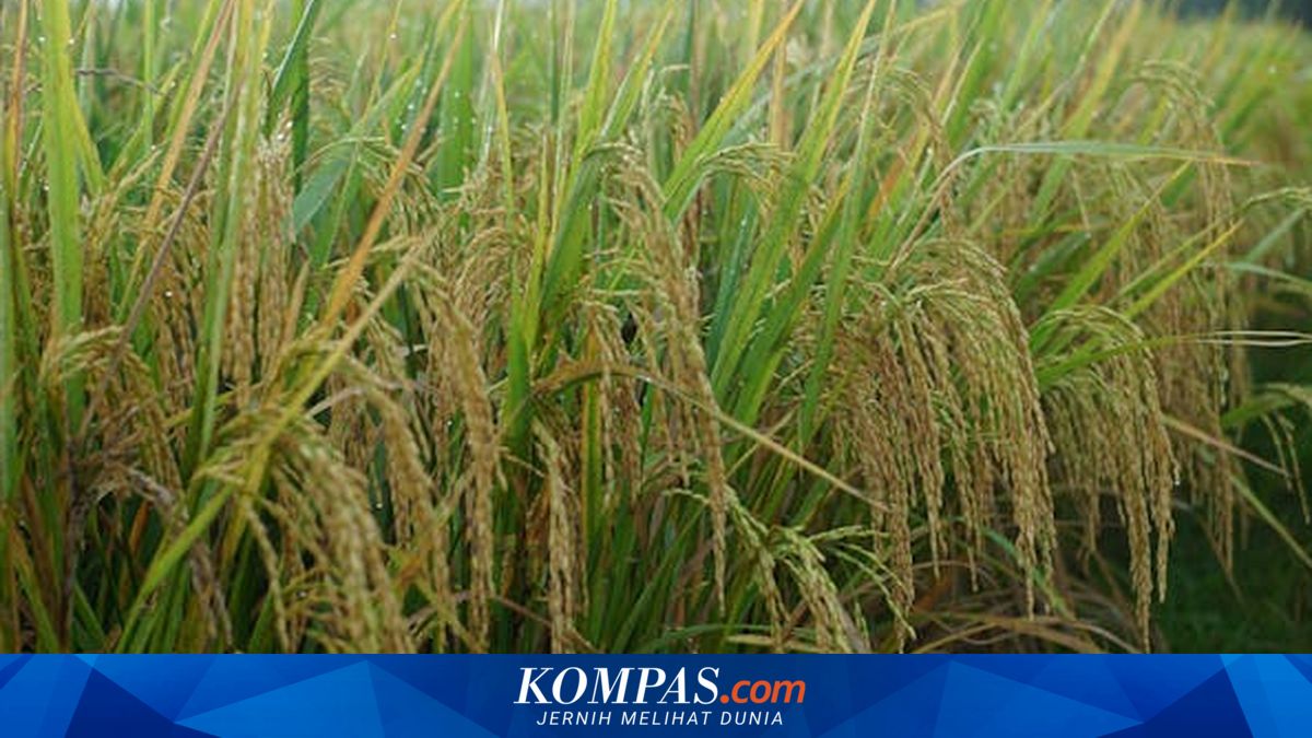 Agriculture Ministry Urges Farmers to Adopt Drought-Resistant Rice Varieties as Early Dry Season Approaches in 2026