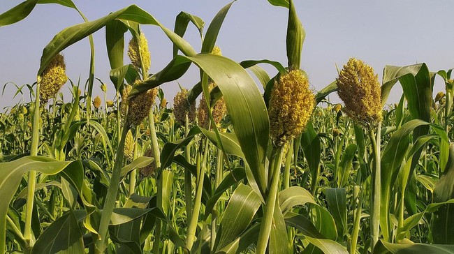 Not Imports: This Native Indonesian Plant Could Be a Lifesaver from Fuel Crisis!