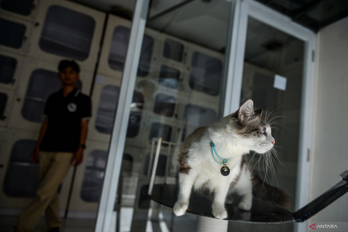 Pet Care Services See Surge During Eid al-Fitr Holiday