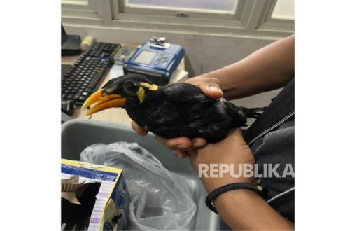Entikong Customs Foils Alleged Smuggling of Nias Parrot at Indonesia-Malaysia Border