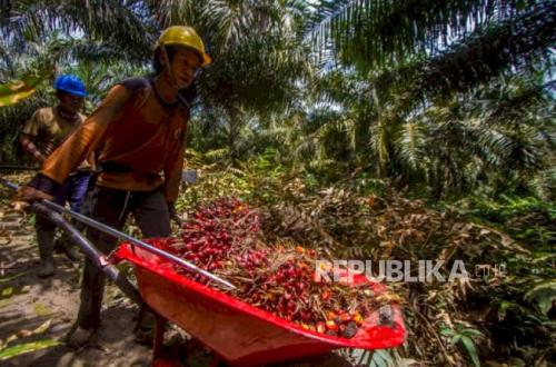Palm Oil Export Levy Increase Could Erode Smallholder Farmer Incomes