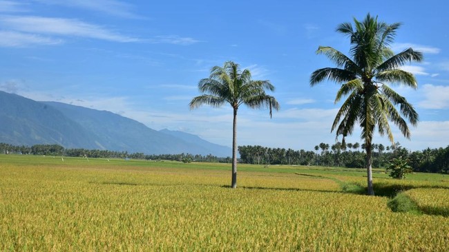 China and the United States Have the Largest Agricultural Land in the World; Indonesia Still Falls Far Behind
