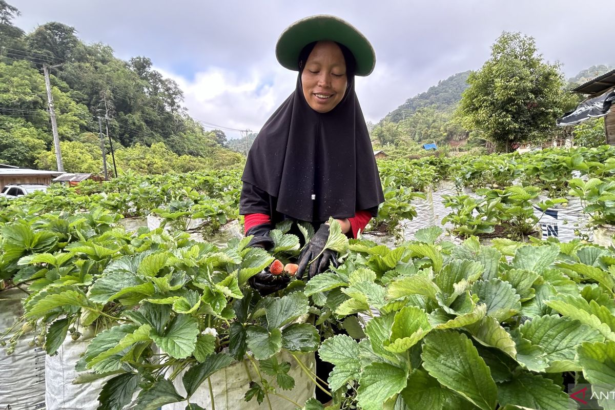 Strawberry farmers in Agam begin to feel economic recovery following disaster